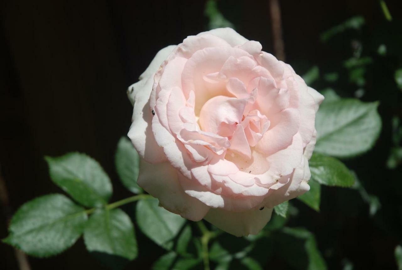 Rose Garden Studio 吉维尼 外观 照片